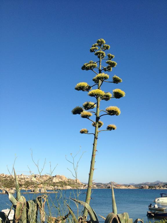 Residenza Via Roma 3 Villa La Maddalena  Kültér fotó